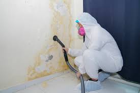 Best Mold Damage Restoration  in Central Square, NY